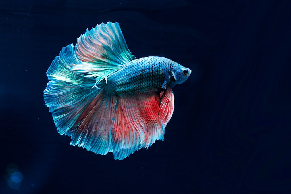 Betta fish care guide for fish keepers